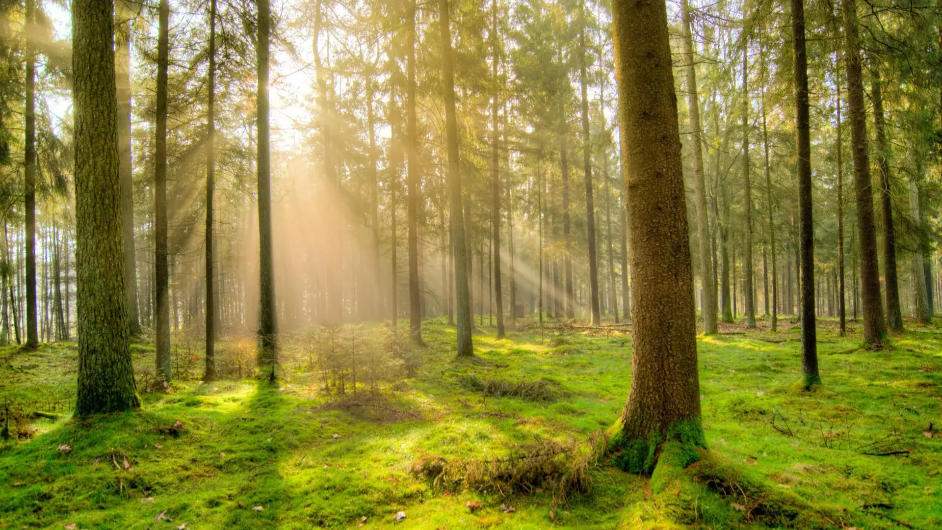 Sonnenlicht fällt durch einen Wald – würdevolle Bestattungen in Bern und Umgebung
