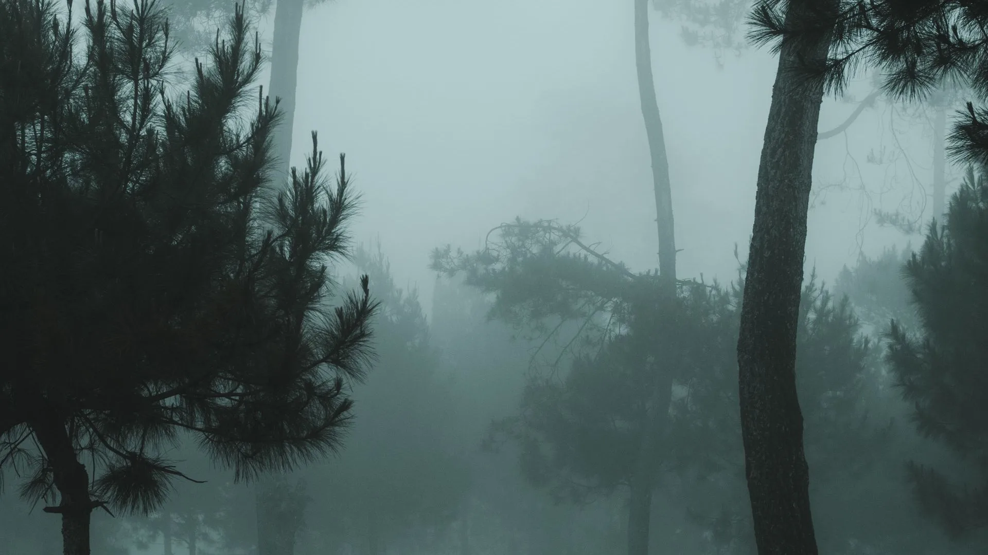 Stiller Waldweg im Morgennebel – ERSA Bestattungen, Bestattungsinstitut in Bern und Umgebung